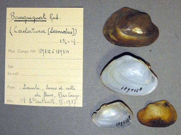 specimen