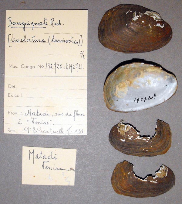 specimen