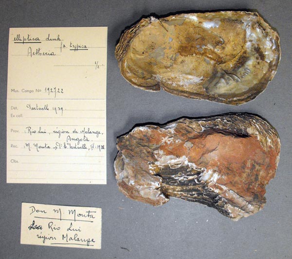 specimen