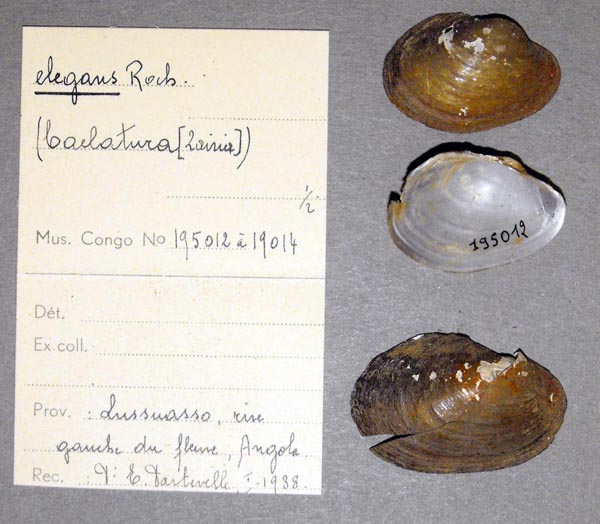 image of lot MRAC_195012 image of lot MRAC_195012