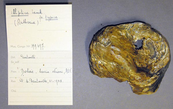 specimen