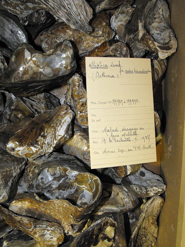 specimen