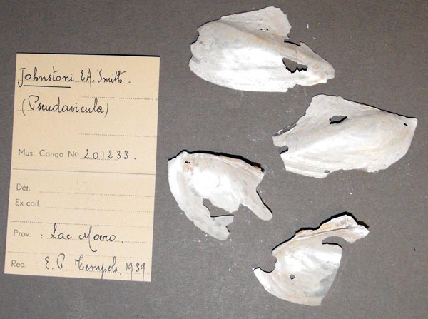 specimen