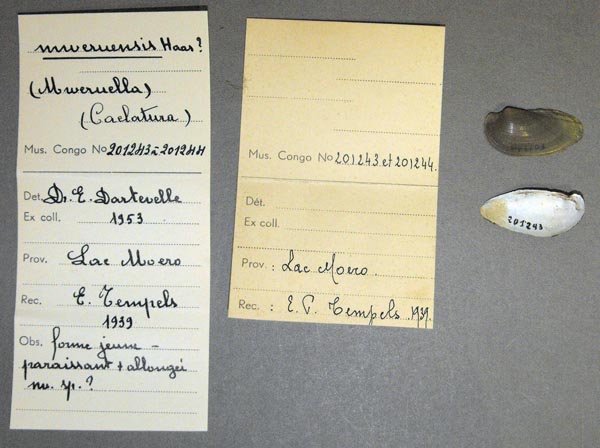 specimen