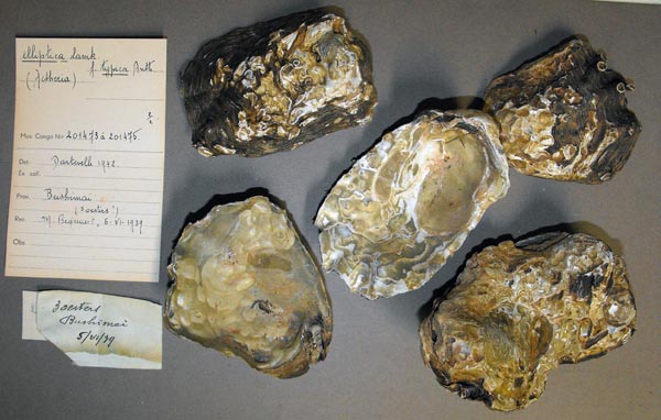 specimen
