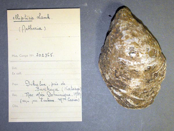 specimen