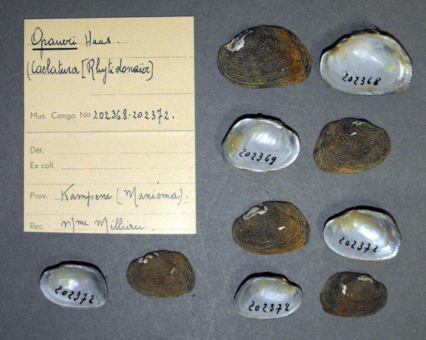 specimen