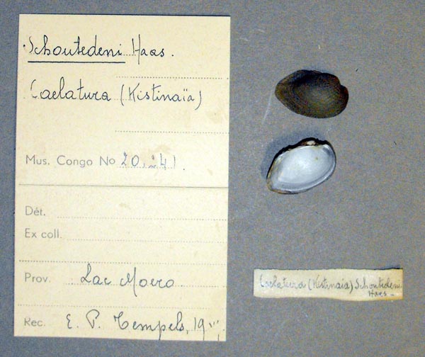 specimen