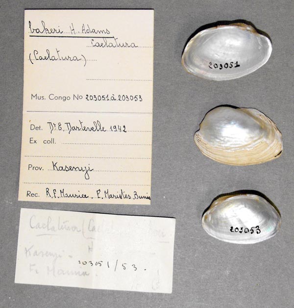 specimen