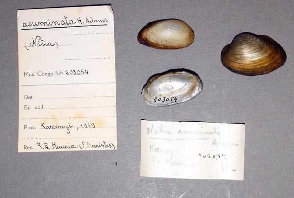 specimen