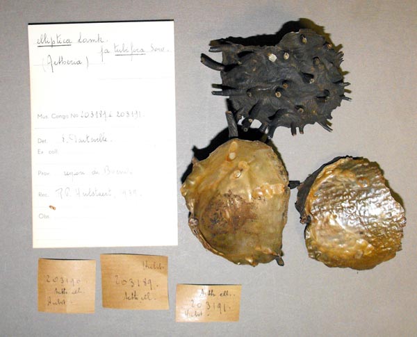 specimen