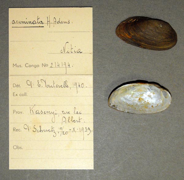 specimen