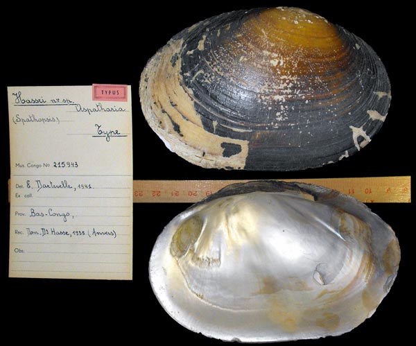 specimen