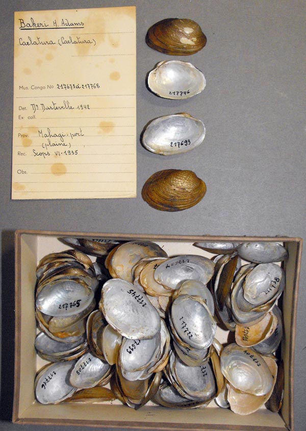 specimen