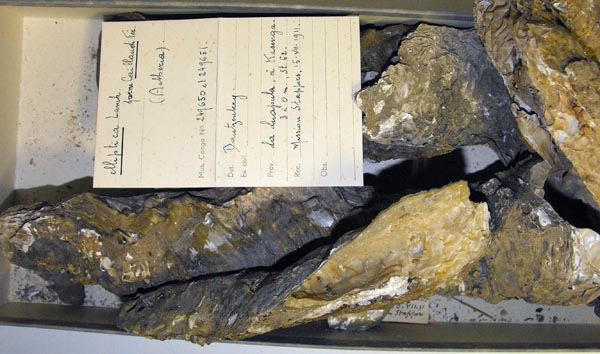 specimen