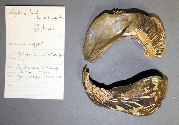 specimen
