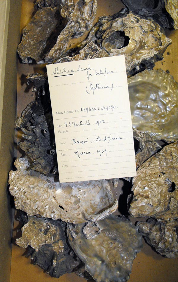 specimen