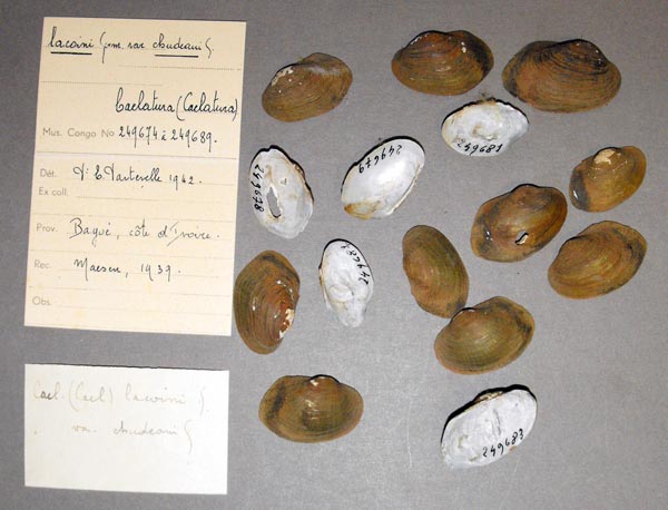 specimen