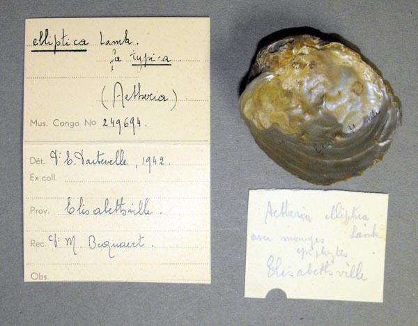specimen