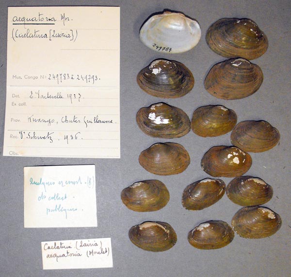 specimen