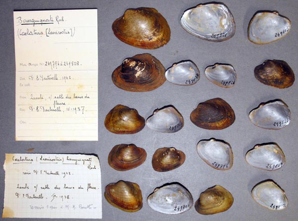 specimen