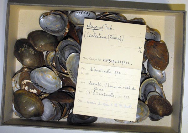 image of lot MRAC_249829 image of lot MRAC_249829