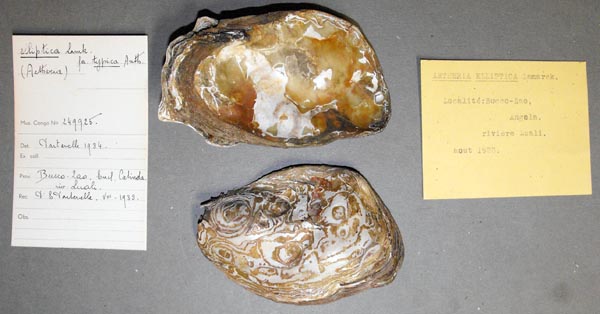 specimen