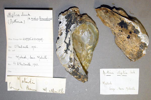 specimen