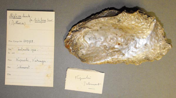 specimen