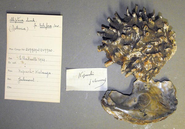 specimen