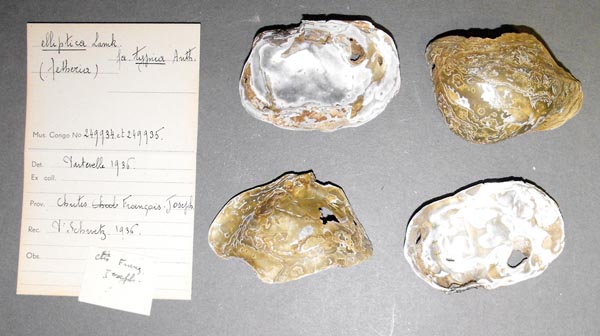specimen