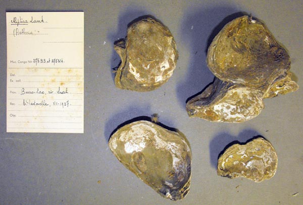 specimen