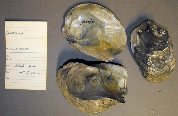 specimen