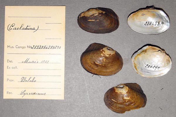 specimen