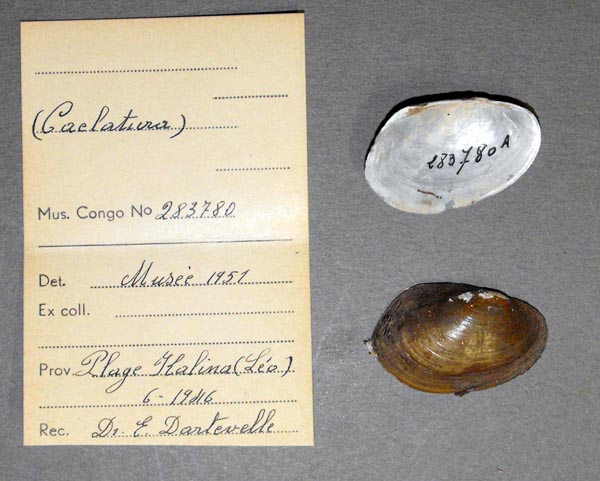 image of lot MRAC_283780 image of lot MRAC_283780