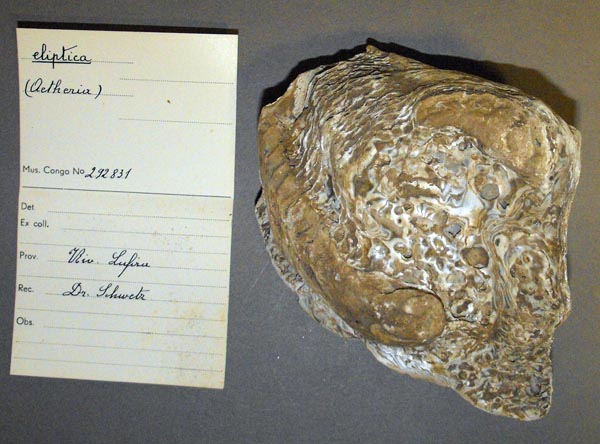 specimen
