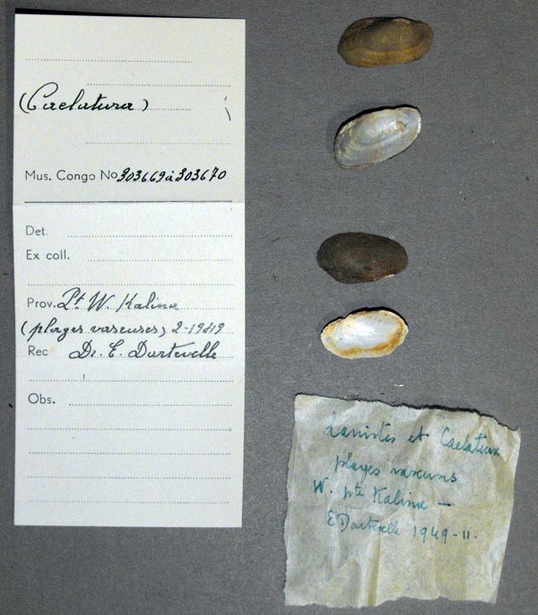 image of lot MRAC_303669 image of lot MRAC_303669