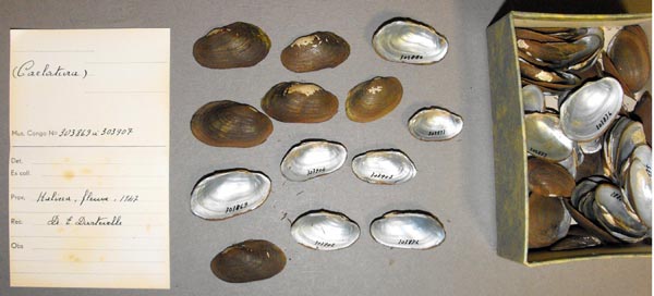 image of lot MRAC_303869 image of lot MRAC_303869