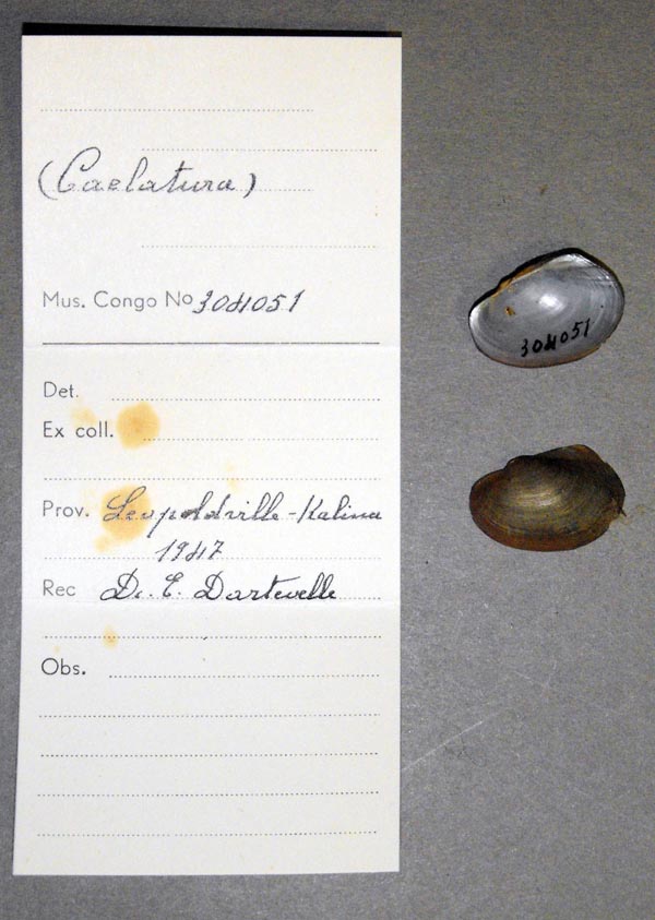 image of lot MRAC_304051 image of lot MRAC_304051