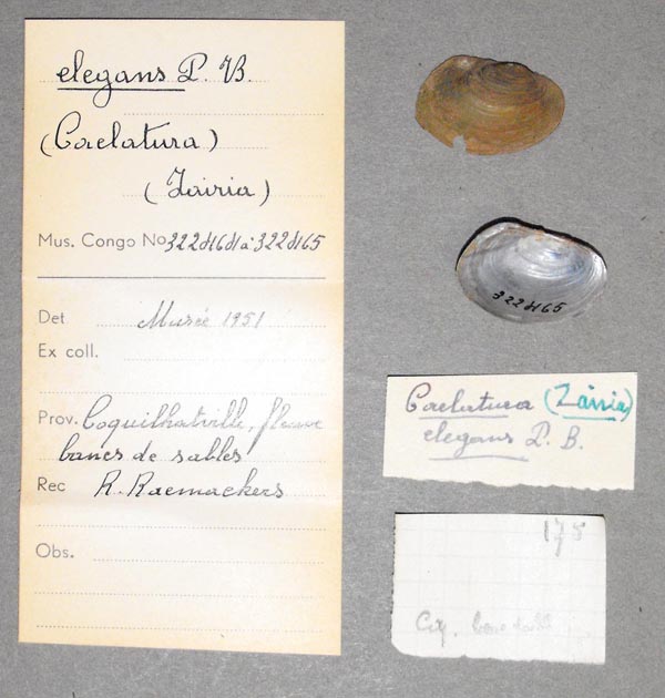 image of lot MRAC_322464 image of lot MRAC_322464