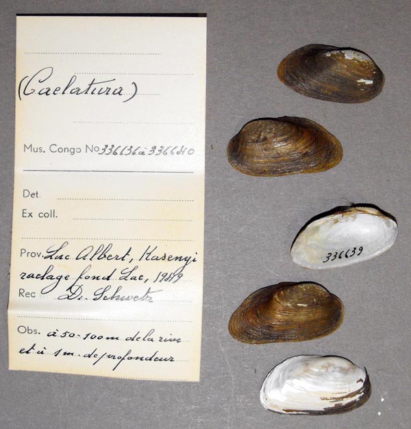 specimen