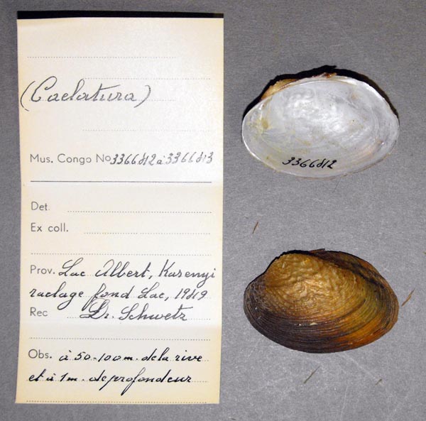 specimen