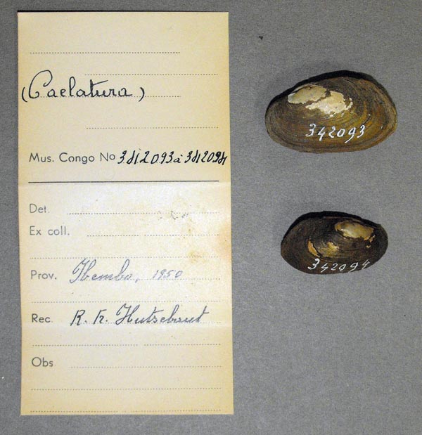 image of lot MRAC_342093 image of lot MRAC_342093