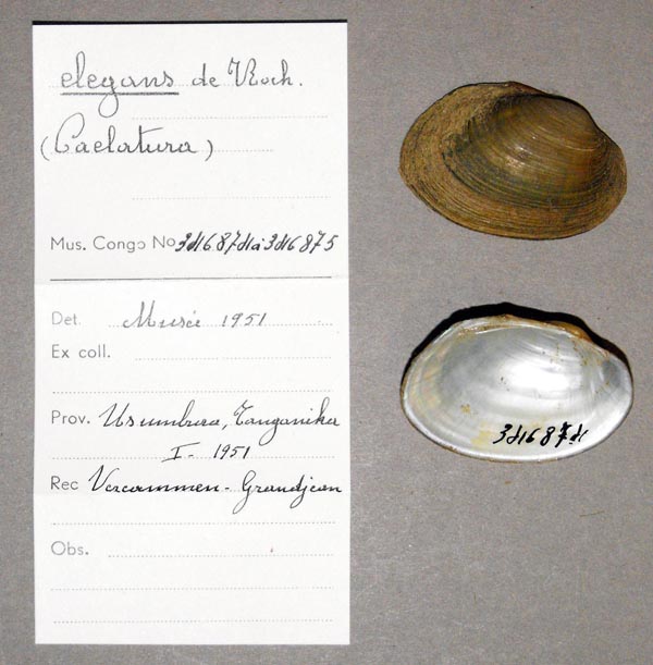 specimen