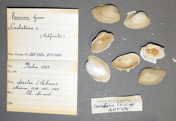 specimen