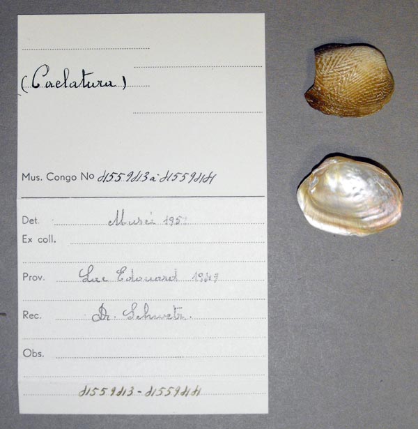 specimen
