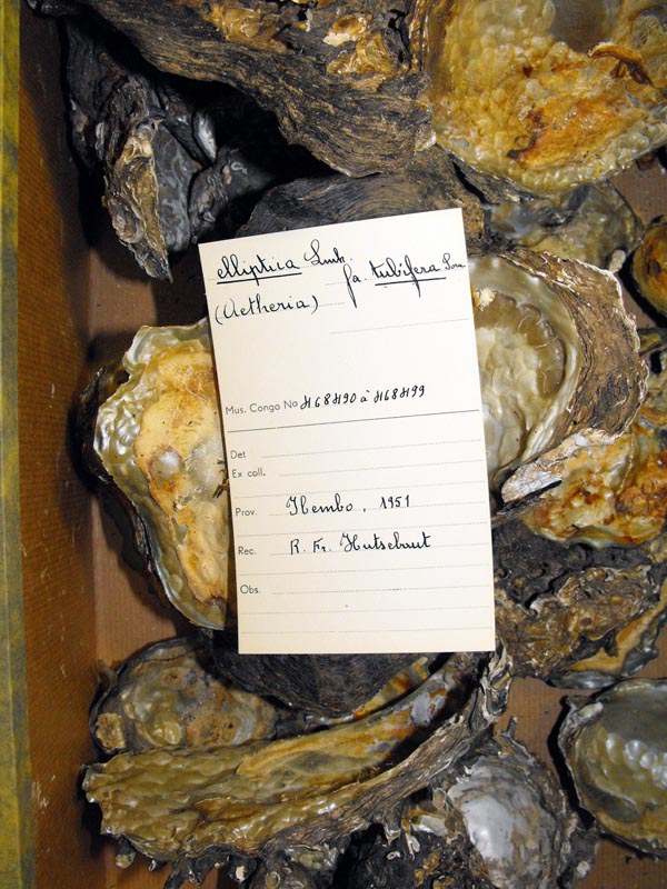 specimen