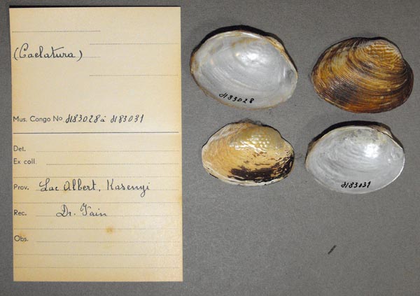 specimen