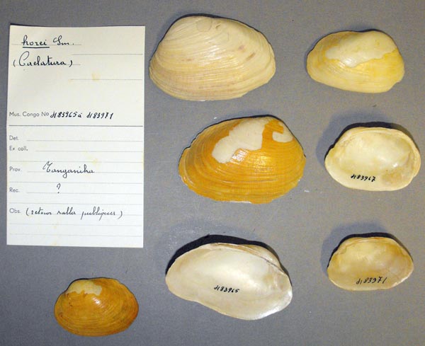 specimen
