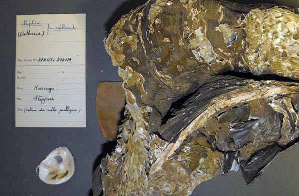 specimen